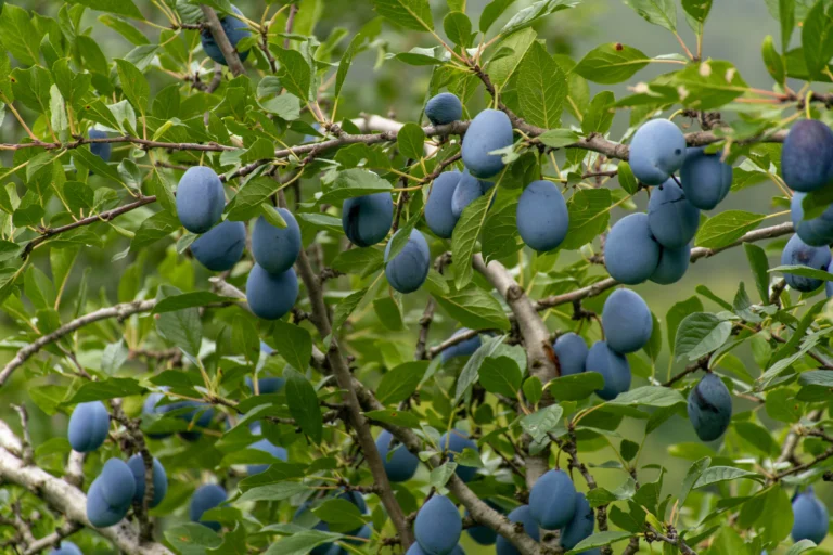 rakije-sljive-na-grani